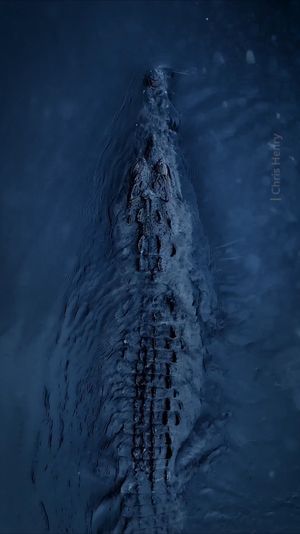 Video post by @bbcearth on Instagram