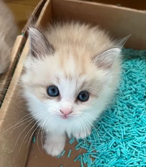 Image post by @brunrik.and.pyrene.ragdolls on Instagram