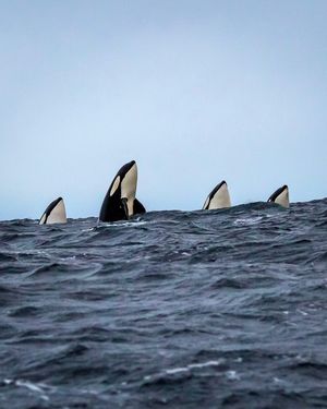 Image post by @sealegacy on Instagram