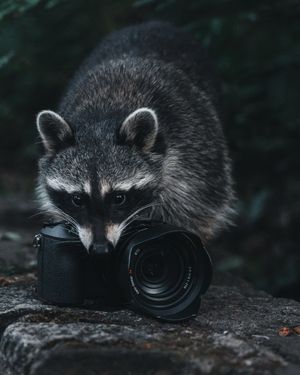 Image post by @sony.deutschland.at on Instagram