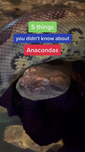 Video post by @cbbc on TikTok