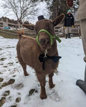 Image post by @thetorontozoo on Instagram
