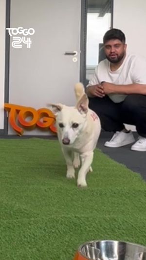 Video post by @toggo on TikTok