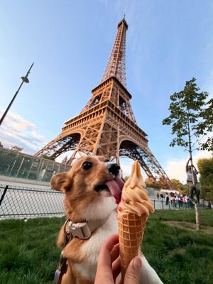 Image post by @ziggy_thecorg on Instagram