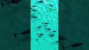 Video post by @dji on YouTube