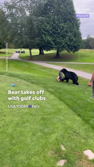 Video post by @usatoday on TikTok