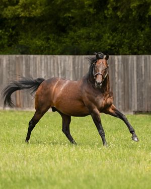 Image post by @juddmonte on Instagram