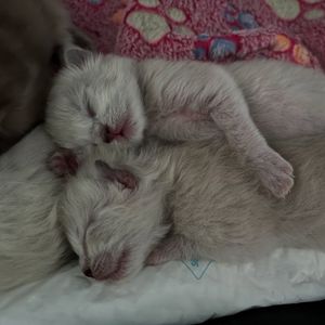 Image post by @brunrik.and.pyrene.ragdolls on Instagram