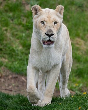 Image post by @thetorontozoo on Instagram