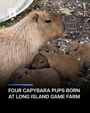 Image post by @news12li on Instagram