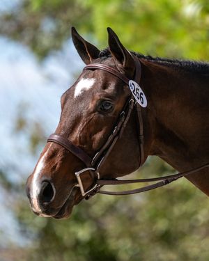 Image post by @coolmoreamerica on Instagram