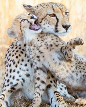 Image post by @natgeo on Instagram