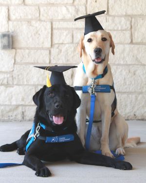 Image post by @canineorg on Instagram
