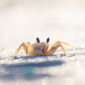 Image post by @animalplanet on Instagram
