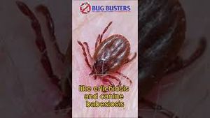 Video post by @bugbustersusa on YouTube