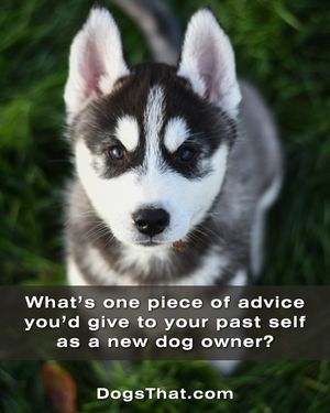 Image post by @susangarrettdogsthat on Instagram