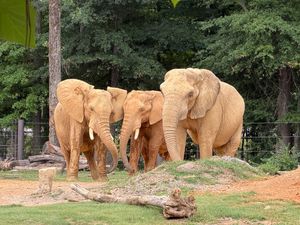 Image post by @bhamzoo on Instagram