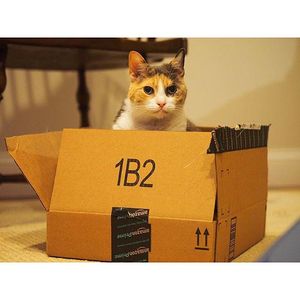 Image post by @amazon on Instagram