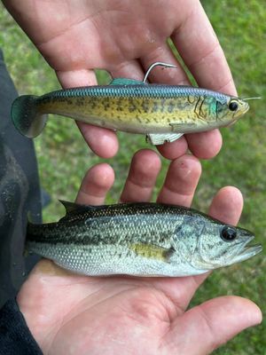Image post by @zmanfishingproducts on Instagram