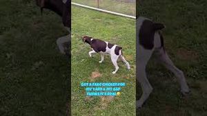 Video post by @barstooloutdoors on YouTube