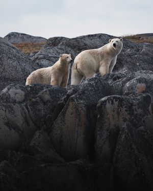 Image post by @traboldphotography on Instagram