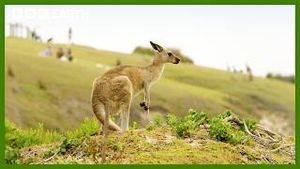 Video post by @bbcearth on YouTube