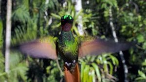 Video post by @bbcearth on YouTube