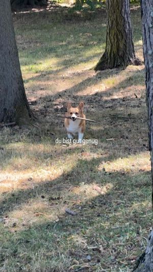 Video post by @ziggythecorg on Facebook
