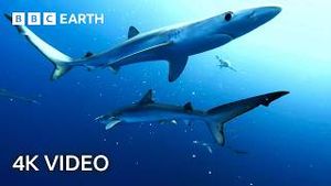 Video post by @bbcearth on YouTube
