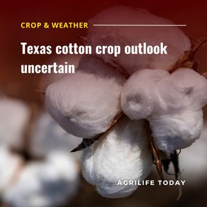Image post by @txextension on Instagram