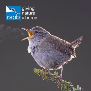 Image post by @rspb on Instagram