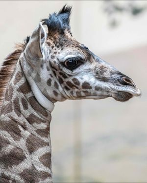 Image post by @thetorontozoo on Instagram