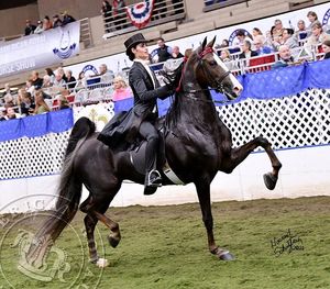 Image post by @americanroyalassociation on Facebook