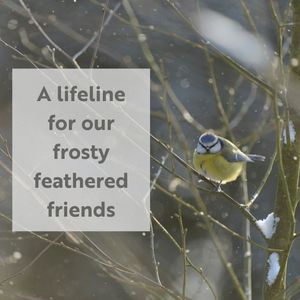 Image post by @rspb on Instagram