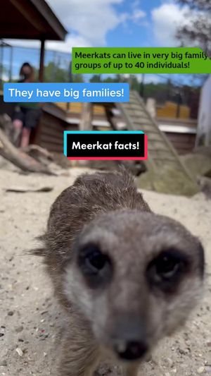 Video post by @cbbc on TikTok