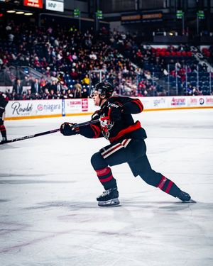 Image post by @ohlicedogs on Instagram