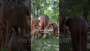 Video post by @bostonwithemily on YouTube