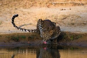 Image post by @hiltonyalaresort on Instagram