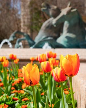 Image post by @UTAustin on Twitter