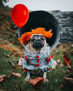 Video post by @dougthepug on TikTok