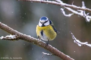 Image post by @rspb on Instagram