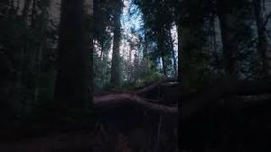 Video post by @Pokémon GO on YouTube