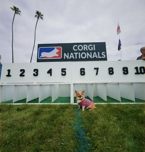 Image post by @ziggy_thecorg on Instagram