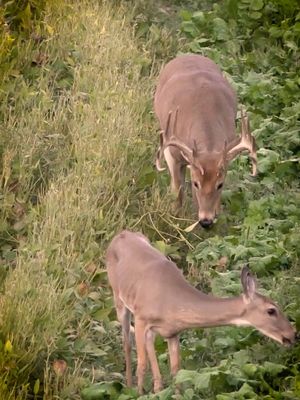 Image post by @realtreeoutdoors on Instagram