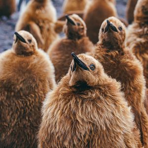Image post by @bbcearth on Instagram