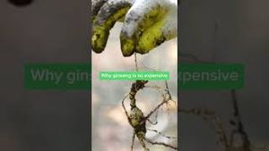 Video post by @businessinsider on YouTube