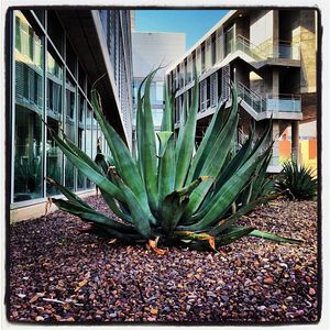 Image post by @arizonastateuniversity on Instagram