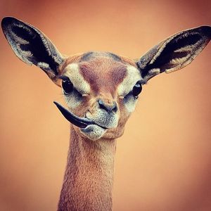 Image post by @sandiegozoo on Instagram
