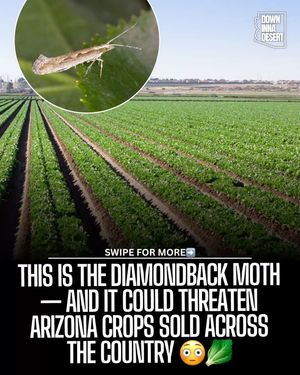 Image post by @downinnadesert on Instagram