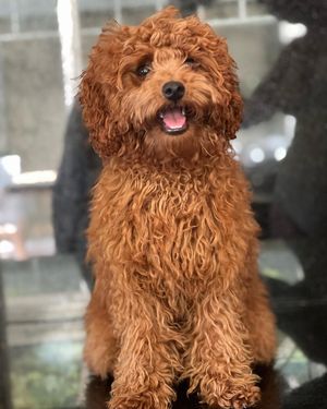 Image post by @alfie.toy.poodle on Instagram